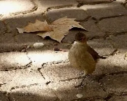Furnarius rufus