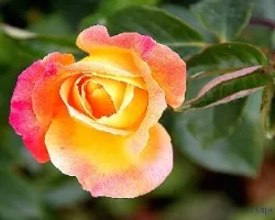 Bicolor