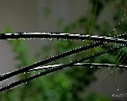 RAMAS