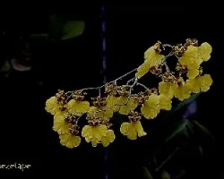 Oncidium