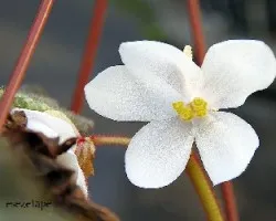Begonia spiralis