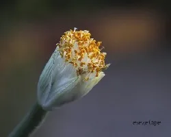 Haemanthus alfiblos