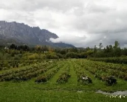 Cultivo