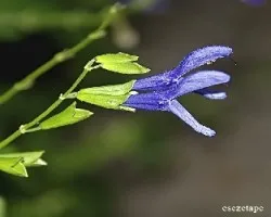 Salvia