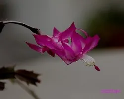Schlumbergera