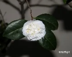 Camelia