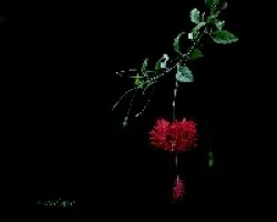 Hibiscus schizopetalus