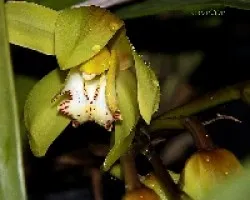 Cymbidium