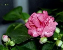 Impatiens
