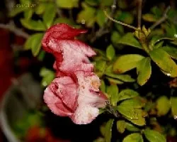 Azalea
