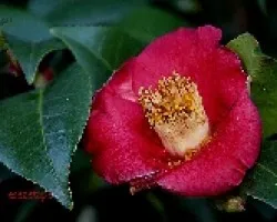 Camelia