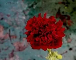 Papaver
