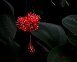 Hibiscus schizopetalus