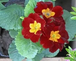 Primulas