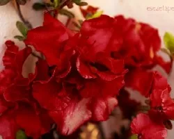 Azalea