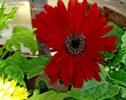 Gerbera