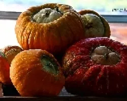 Zapallos