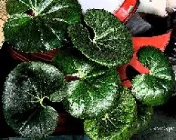 Senecio kaempferi 