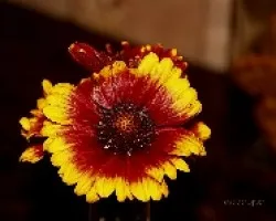 Gaillardia aristata