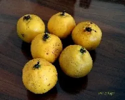 Membrillos