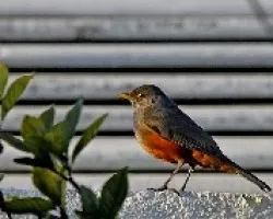 Turdus rufiventris