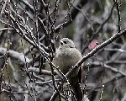Molothrus badius