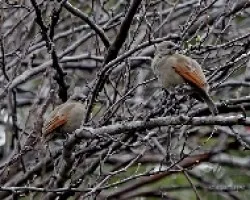 Molothrus badius