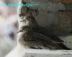 Feliz Día del Amig@!!!
