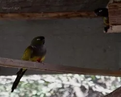 Loros