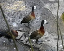 Tres patos