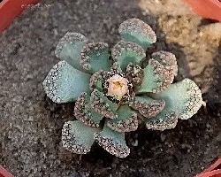 Faucaria sp