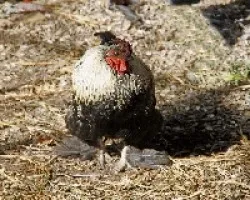 Se le bajaron las plumas