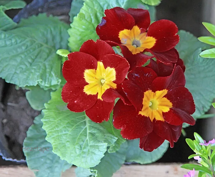 Foto