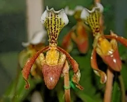 Paphiopedilum