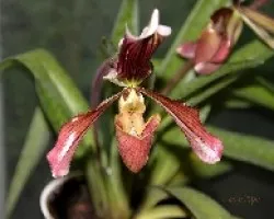 Paphiopedilum