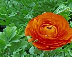 Marimonia