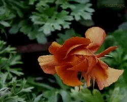 Marimonia