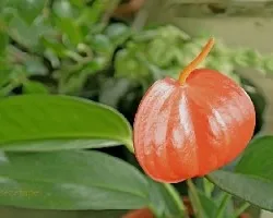 Anthurium