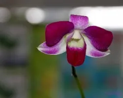 Orquidea