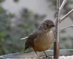 Lástima el pico...