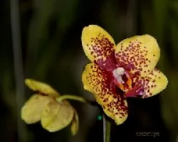 Phalaenopsis