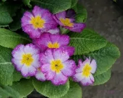 Primulas