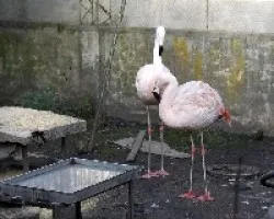 Flamencos