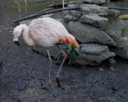 Flamencos
