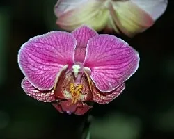 Phalaenopsis