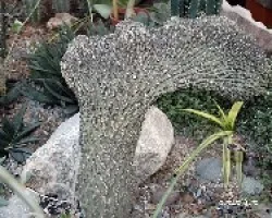 Muy raro