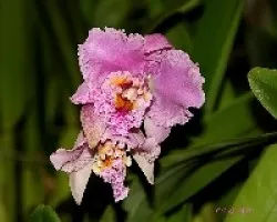Orquidea