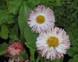 Bellis perennise