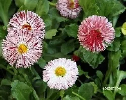 Bellis perennis