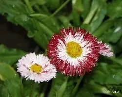 Bellis perennis